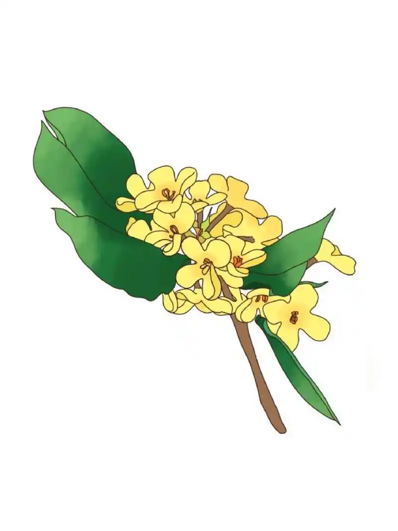 花卉简笔画‖中国风绘画,你能认出多少花?