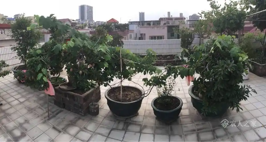 新人先晒一晒我家楼顶的小果园