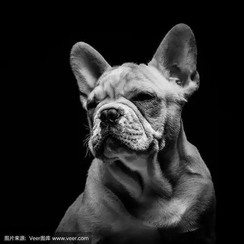 黑白相间的法国斗牛犬