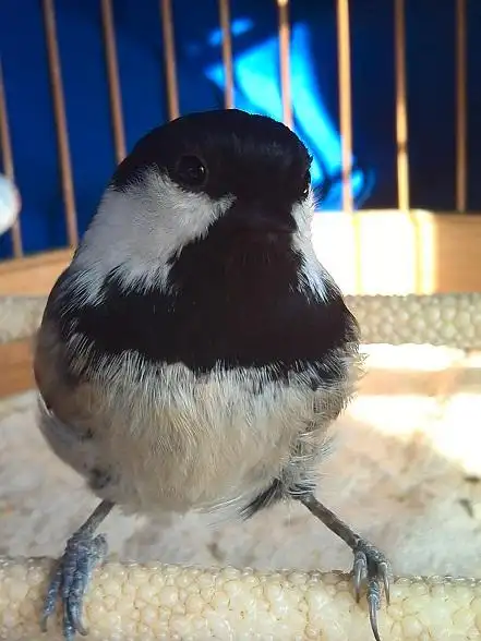 猴年新春我的十只贝子给鸟友拜年