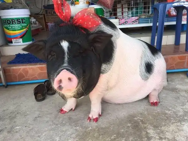 泰国一男子於去年在展场上买了一头宠物猪,1人1猪每天相拥入睡,不管到