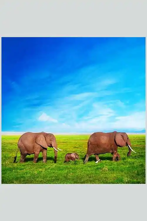 蓝天白云一家三口野外大象图片