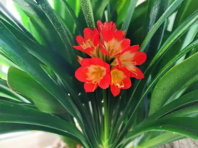 君子兰 ,花型精美,宛如人工雕琢般,叶片大气厚实,整体株型带有儒雅