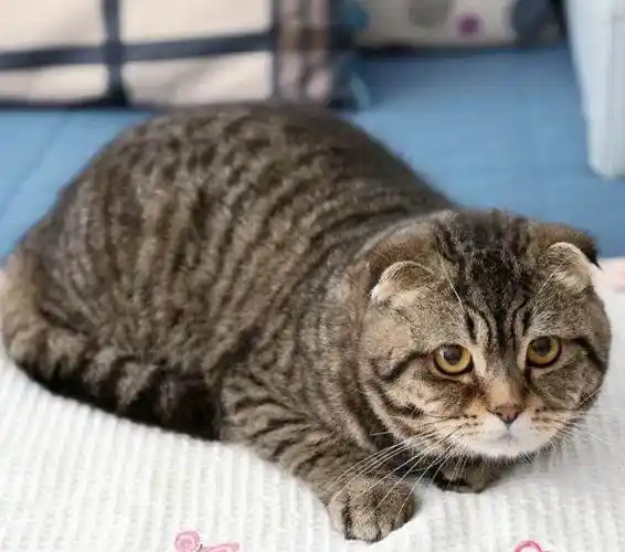 自家大猫生的虎斑折耳猫猫 小公猫 非常萌