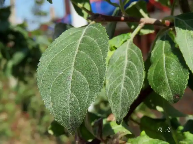 【转载】垂丝海棠(原创:植物识别【1011】)