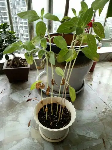 我种的向日葵的叶子黑了,为什么?