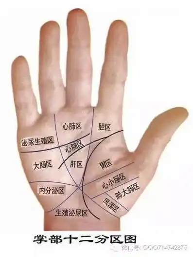 记住2张手掌对应图,你不仅能够自我诊病,还能自我治病