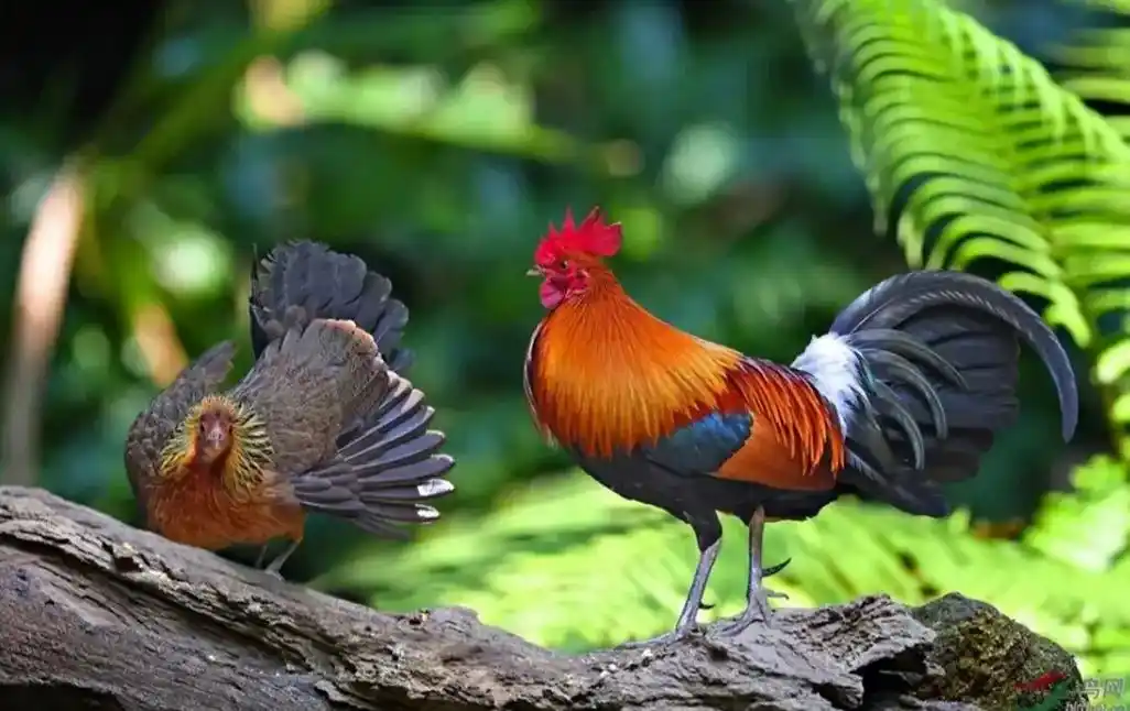 原鸡(学名:gallus gallu,别名:红原鸡)是雉科原 - 抖音