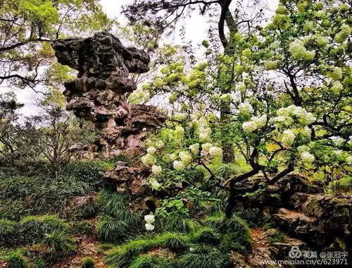 在兰雪堂北面有一个名为"缀云峰"的湖石假山高耸在绿树竹荫中.