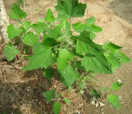 不能吃的灰菜图片有毒灰菜与灰菜的区别吃灰菜会中毒吗