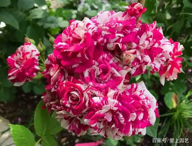 令人惊艳的"泡泡"系列月季,和果汁一样优秀的阳台玫瑰