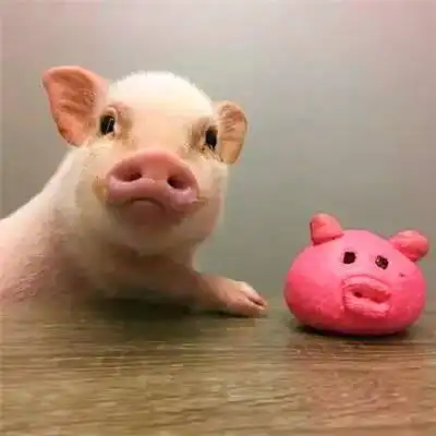 真实可爱猪头像高清图片微信真实猪头头像大全
