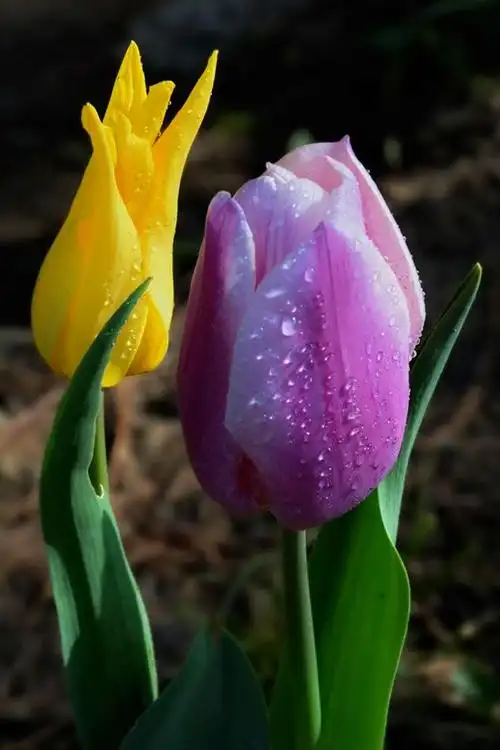 【赏花】一代名花郁金香8(学名:tulipa)