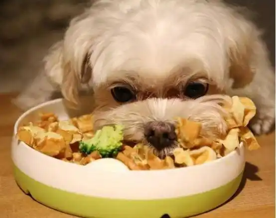 狗狗进食的三大准则,请认真对待!_手机搜狐网