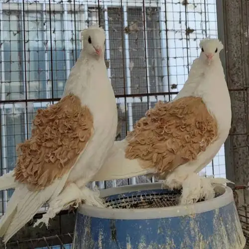 马甲芙蓉鸽子价格 黑马甲芙蓉鸽子图片 后翻白芙蓉观赏鸽