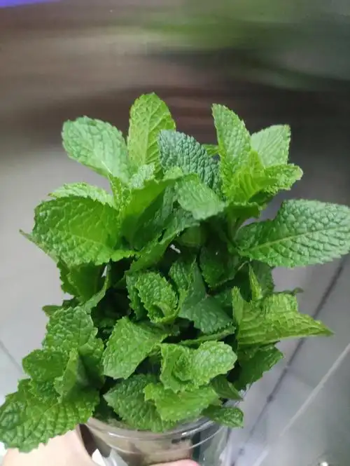 水培的薄荷
