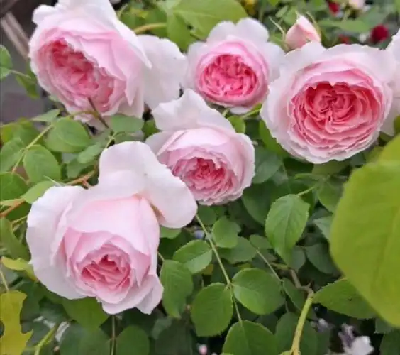 爬藤月季什么品种最美图片(真正四季开花的藤本月季推荐)-翻百科