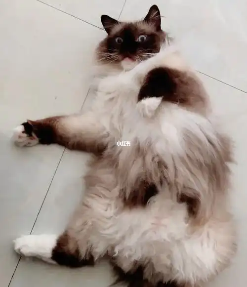 天有点热#手套布偶  #布偶猫  #小红书自带滤镜 #不出远门过五一