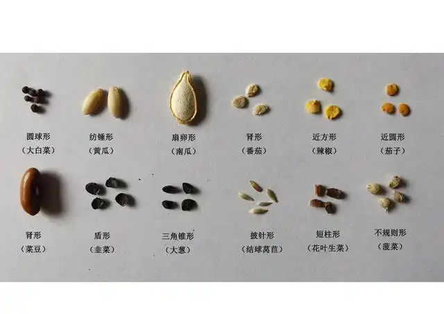 蔬菜种子的不同形状