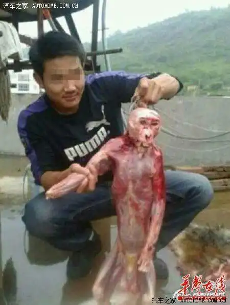 一张血腥的图片谴责给猴剥皮的人