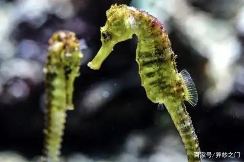 看看那些,你知名字不知样子@水生动物的魅力