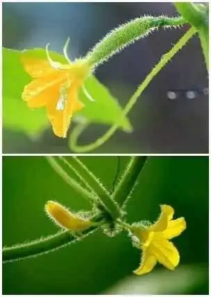 雌花(上)和雄花(下) q4 黄瓜敷脸真的有效吗?