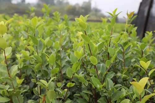 湖南省良种油茶定点苗圃高产油茶苗--湘林1号两年生杯苗