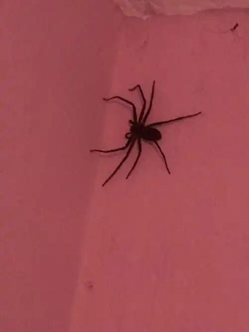 卫生间墙上的巨型蜘蛛