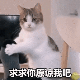 求求你原谅我吧(猫猫摇脚 gif 动图表情包)_gif_动图_猫猫_摇脚表情