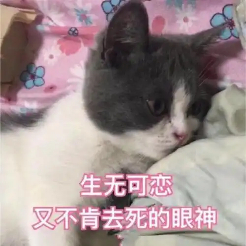 网络最火搞笑图片热门搞笑表情包50张