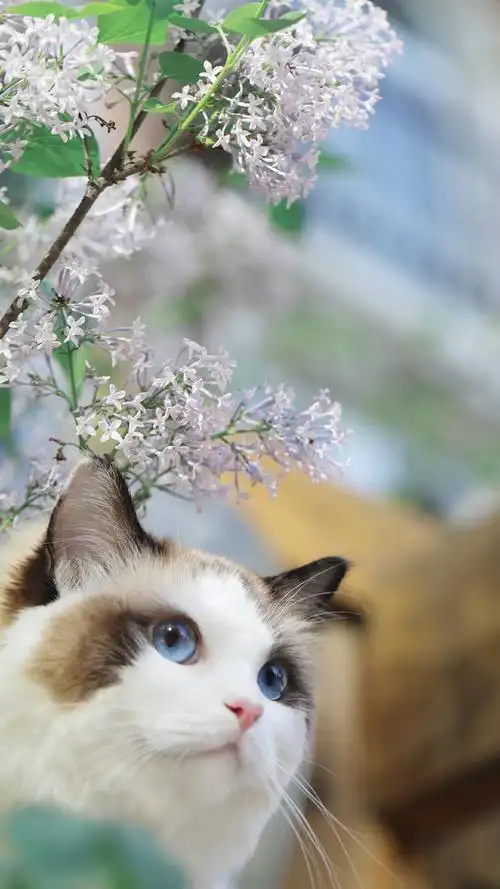 萌萌可爱的小猫咪手机壁纸下载