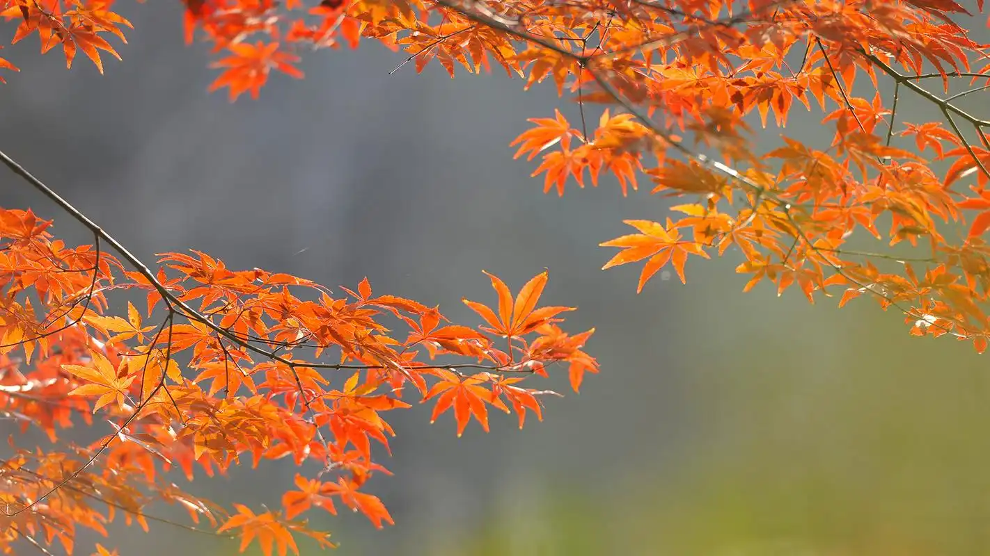 黄色枫叶唯美摄影高清图片桌面壁纸-植物壁纸-手机壁纸下载-美桌网