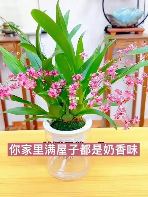你知道有一种花一开花满屋子都是香味吗?