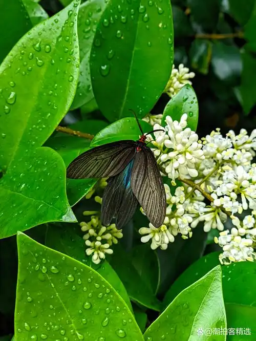 发现一只被雨水打湿翅膀的蝴蝶,挣扎着想飞起来,其实不如躲起来等一等