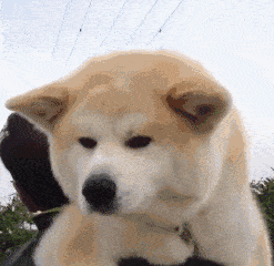 动物萌宠小狗搞笑可爱gif动图_动态图_表情包下载_soogif