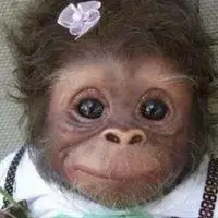 微信很火的猴子头像 超火网红猴子头像图片_微信头像图片大全