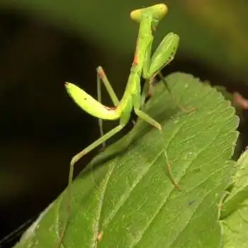豆乐奇广斧螳螂广腹螳螳螂活体宠物昆虫活体大刀螳爬宠活体华刀螳