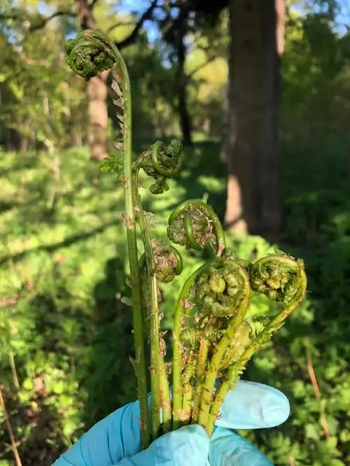 今天又去打野了采野菜猴腿