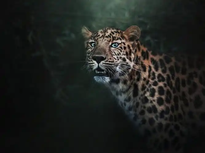 蓝眼豹,捕食者,牙齿 640x1136 iphone 5/5s/5c