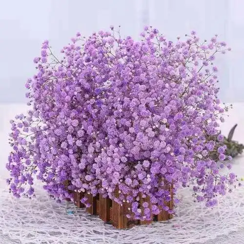 满天星花语配一句话,满天星花,7种满天星花语「全面解读」 - 冷求网