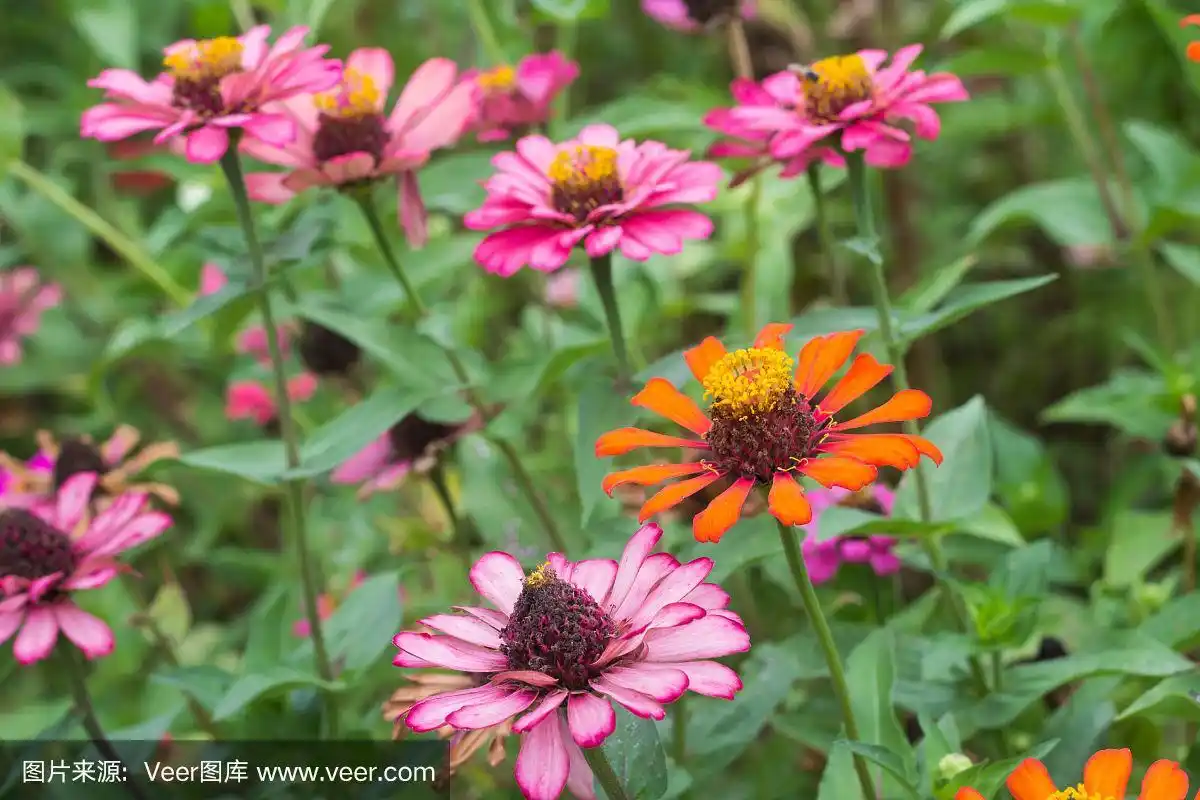 百日草在花园里开着嫩绿的叶子