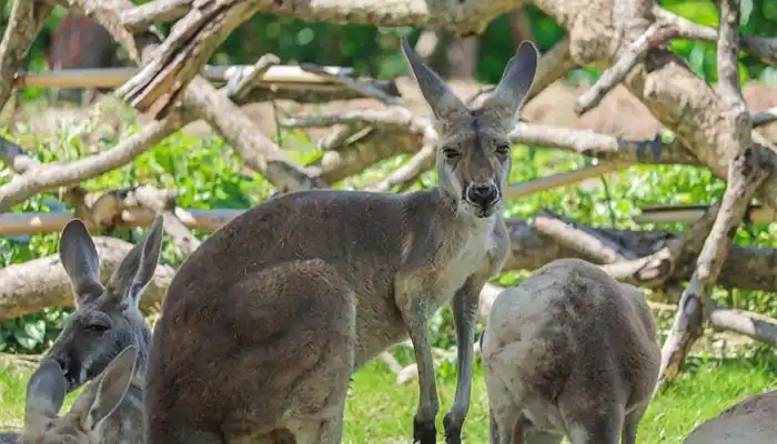 袋鼠的尾巴有什么作用