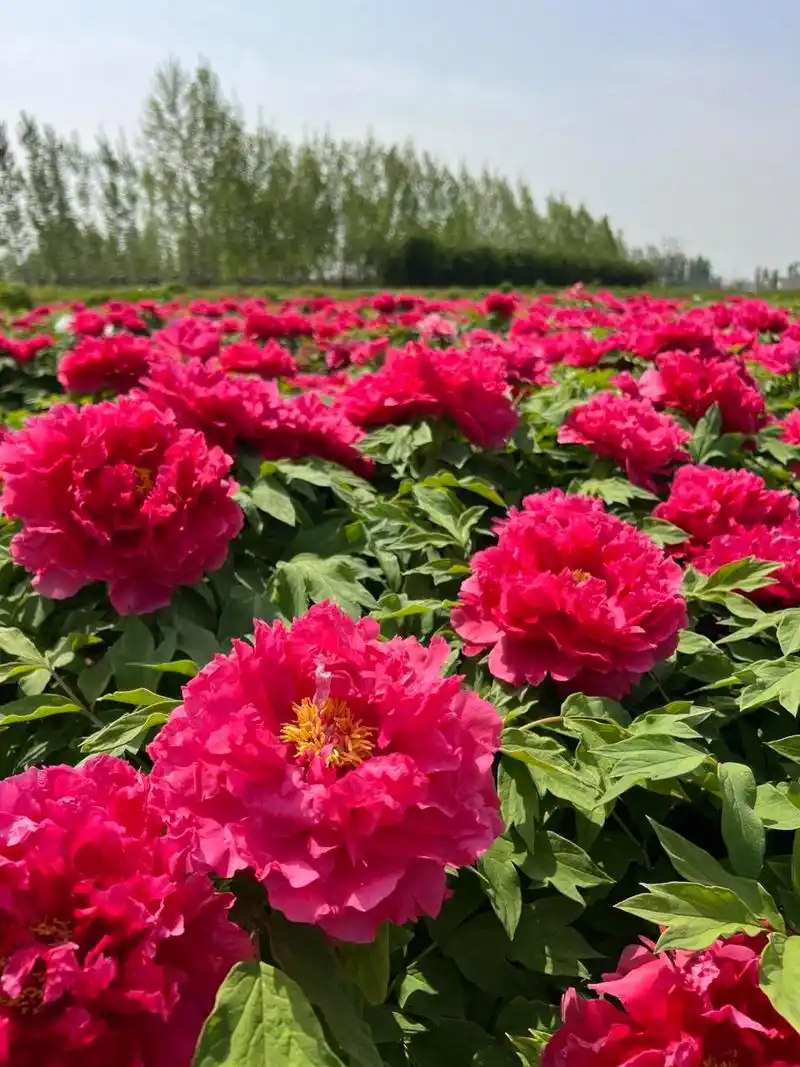 牡丹种植