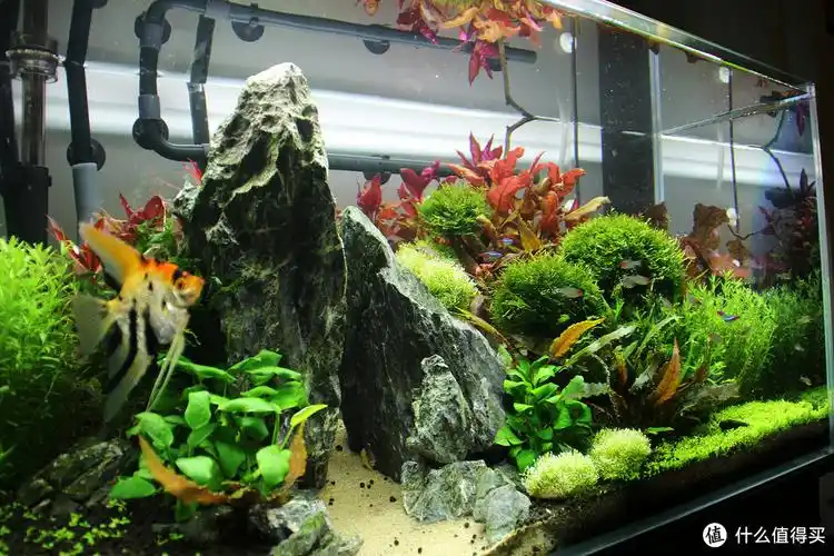 冬季干燥不如来个草缸玩 篇一:草缸设备浅谈与个人建议