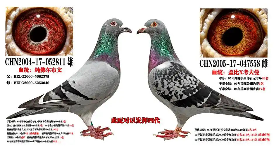 配对1_8189种赛鸽联盟-中信网爱鸽商城