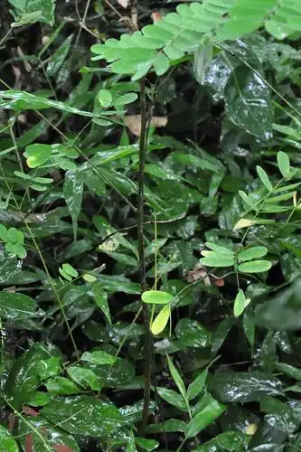 【猜图】药用植物路边拍 219 刺果苏木(待确认)