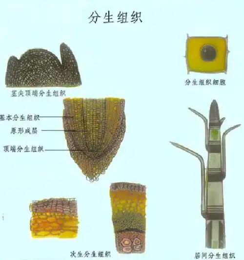 只保持一段时间,以后即转成成熟组织使植物进行居间生长