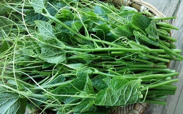 瓜苗- 热门商品专区