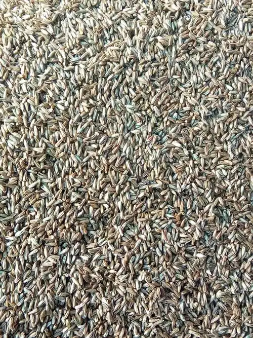 马齿苋种子 新马齿见种子