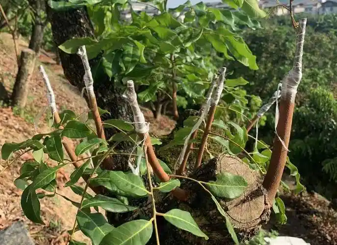 城中区环江村老树焕青春嫁接晚熟龙眼新品种硕果累累